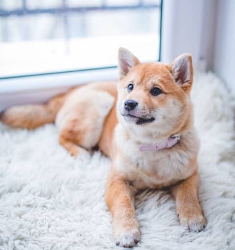 Roomba robot vacuums will pick up pet hair on carpets